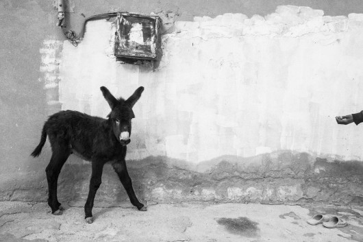 fot. Zied Ben Romdhane, West of Life