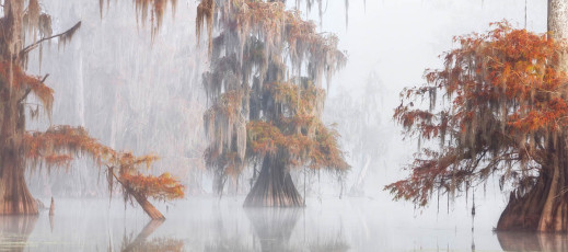 Poczuj magię natury płynącą ze zdjęć laureatów International Garden Photographer of the Year