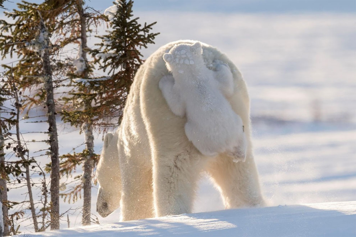 fot. Daisy Gilardini / Comedy Wildlife Photography Awards