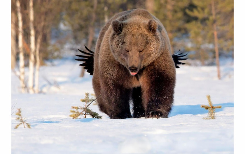 fot.  Esa Ringbom / Comedy Wildlife Photography Awards