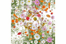 fot. Katsuhiro Noguchi, Flowers of Fukushima