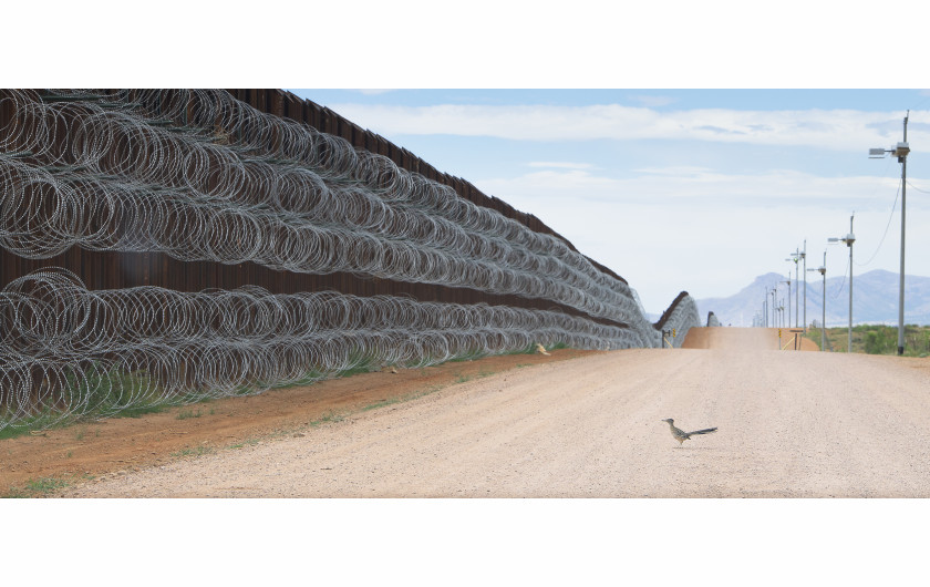fot. Alejandro Prieto, Roadrunner Approaching the Border Wall. 2. nagroda w kategorii NatureMur odgradząjący USA od Meksyku przebiega przez jedne z najbardziej biologicznie zdywersyfikowanych regionów Ameryki Północnej naruszając naturalne środowisko wielu gatunków zwierząt, odcinająm im dostęp do wody i pożywienia. Na zdjęciu struś stojący przed murem w Naco, w stanie Arizona, 28 kwietnia 2019 roku.