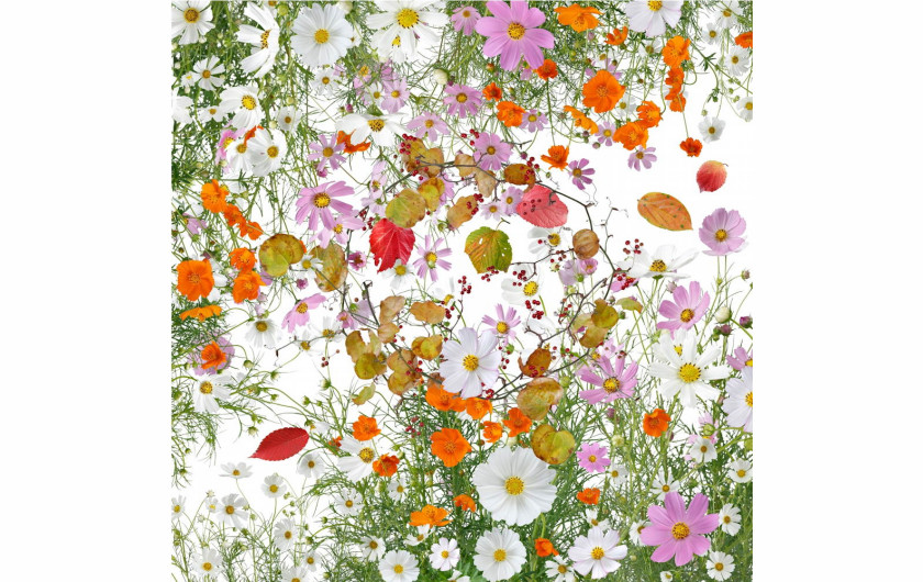 fot. Katsuhiro Noguchi, Flowers of Fukushima