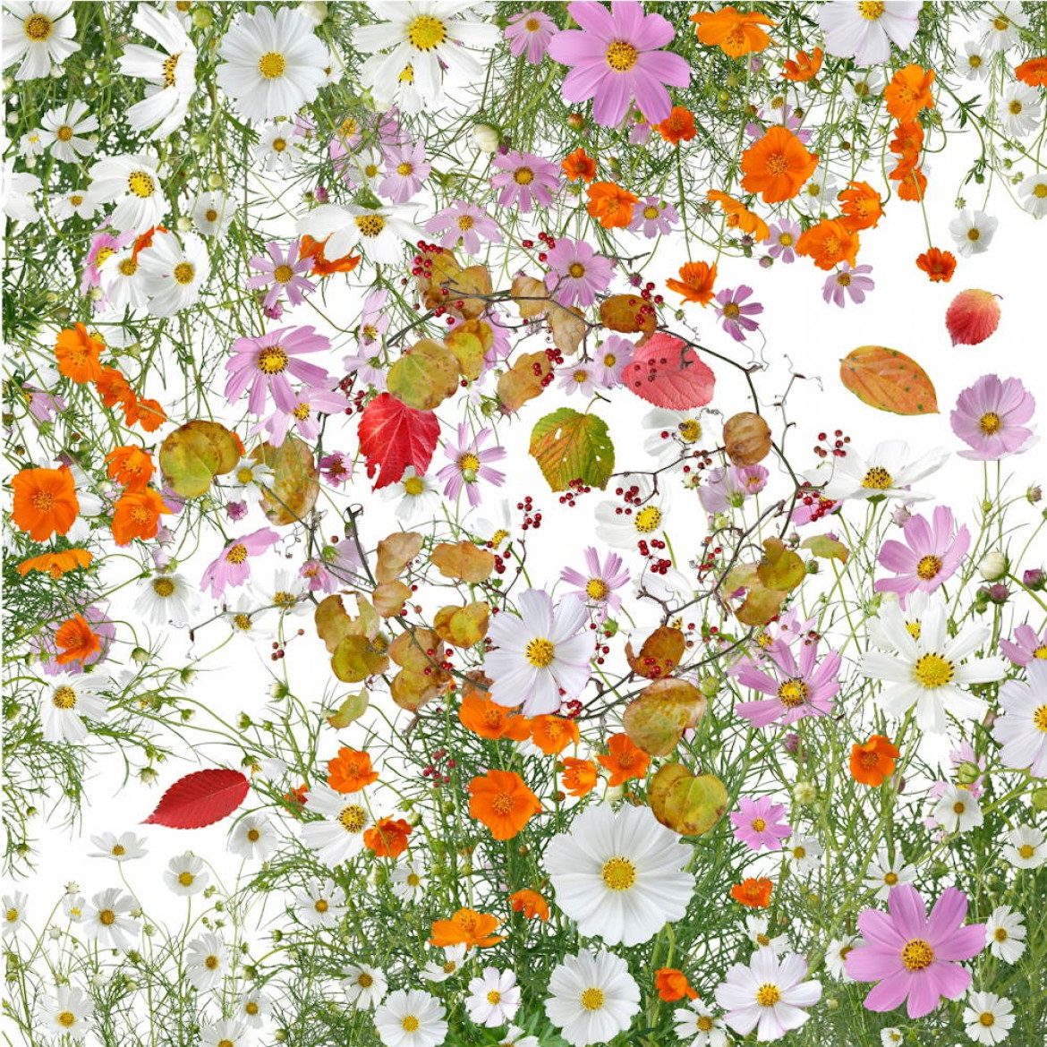 fot. Katsuhiro Noguchi, Flowers of Fukushima