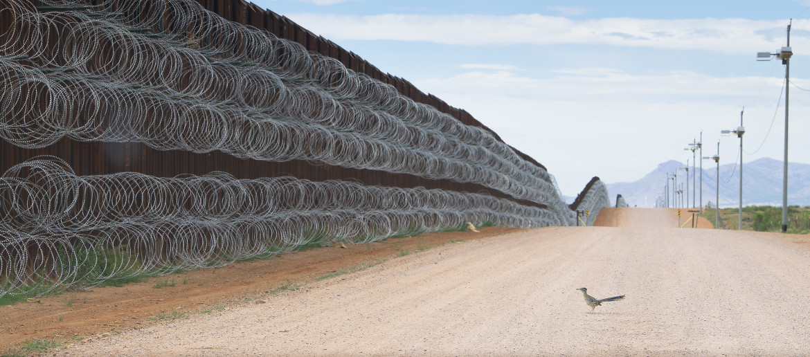 fot. Alejandro Prieto, "Roadrunner Approaching the Border Wall". 2. nagroda w kategorii Nature<br></br><br></br>Mur odgradząjący USA od Meksyku przebiega przez jedne z najbardziej biologicznie zdywersyfikowanych regionów Ameryki Północnej naruszając naturalne środowisko wielu gatunków zwierząt, odcinająm im dostęp do wody i pożywienia. Na zdjęciu struś stojący przed murem w Naco, w stanie Arizona, 28 kwietnia 2019 roku.