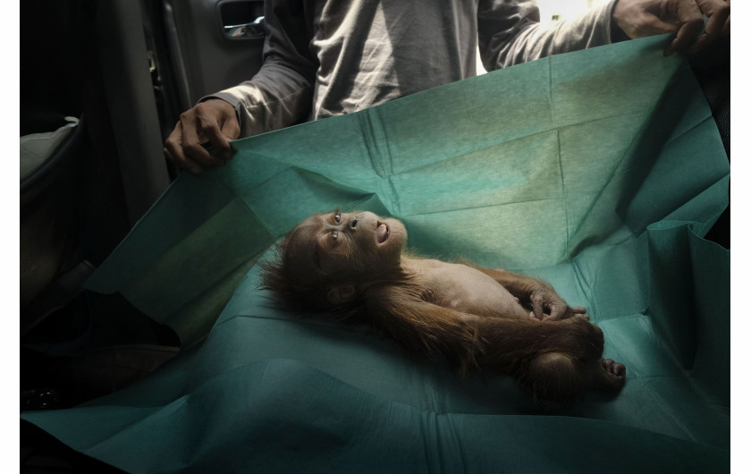fot. Alain Schroeder, Final Farewell. 1. nagroda w kategorii NatureWycinka lasów pod plantacje palmy olejowej pozbawia azjatyckie orangutany miejsca do życia. Szacuje się, że obecnie na Sumatrze żyje już tylko 14 000 osobników. Na zdjęciu miesięczny orangutan odnaleziony wraz ze zranioną matką na plantacji nieopodal miasta Subulussalam. Matka orangutana została znaleziona zupełnie ślepa, ze złamanym obojczykiem i 74 śladami po nabojach wystrzelonych z wiatrówki. Orangutan został postrzelony przez mieszkańców za podkradanie owoców z pobliskich sadów.