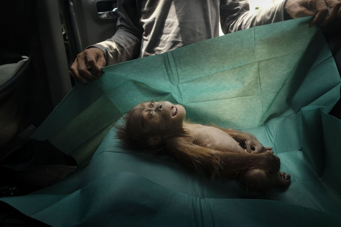 fot. Alain Schroeder, "Final Farewell". 1. nagroda w kategorii Nature<br></br><br></br>Wycinka lasów pod plantacje palmy olejowej pozbawia azjatyckie orangutany miejsca do życia. Szacuje się, że obecnie na Sumatrze żyje już tylko 14 000 osobników. Na zdjęciu miesięczny orangutan odnaleziony wraz ze zranioną matką na plantacji nieopodal miasta Subulussalam. Matka orangutana została znaleziona zupełnie ślepa, ze złamanym obojczykiem i 74 śladami po nabojach wystrzelonych z wiatrówki. Orangutan został postrzelony przez mieszkańców za podkradanie owoców z pobliskich sadów.