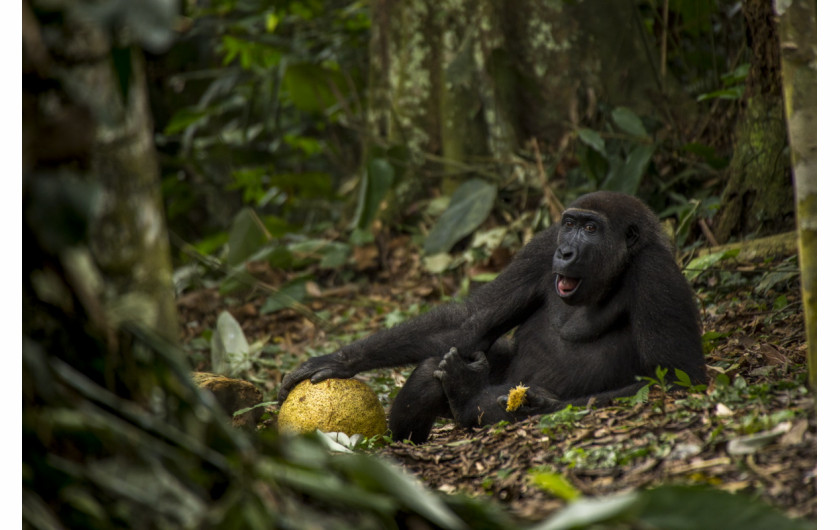 fot. Daniel Nelson, The Good Life, zdobywca tytułu Young Wildlife Photographer of the Year 2017