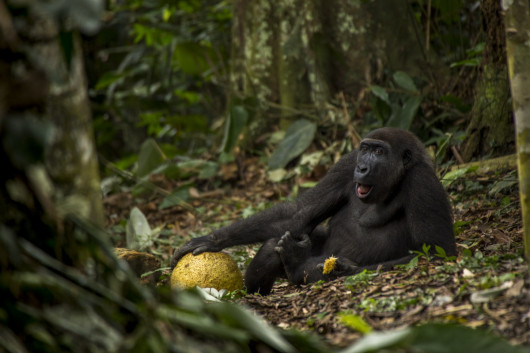 fot. Daniel Nelson, The Good Life, zdobywca tytułu Young Wildlife Photographer of the Year 2017