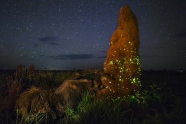 fot. Marcio Cabral, "The Night Raider", 1. miejsce w kategorii Zwierzęta w swoim naturalnym środowisku.

Mrówkojad atakuje kopiec termitów.