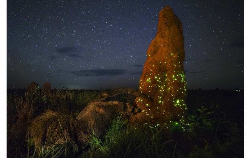 fot. Marcio Cabral, The Night Raider, 1. miejsce w kategorii Zwierzęta w swoim naturalnym środowisku.

Mrówkojad atakuje kopiec termitów.