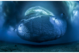 fot. Laurent Ballesta, "The Ice Monster",  1. miejsce w kategorii Środowisko ziemskie.

Nurkowie w sąsiedztwie góry lodowej u wschodnich wybrzeży Antarktydy