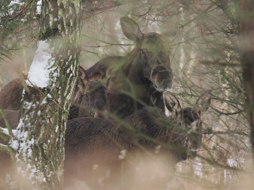 1/160 s, f/6.3, ISO 1600, 600 mm