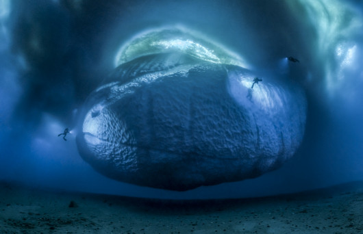 fot. Laurent Ballesta, The Ice Monster,  1. miejsce w kategorii Środowisko ziemskie.

Nurkowie w sąsiedztwie góry lodowej u wschodnich wybrzeży Antarktydy