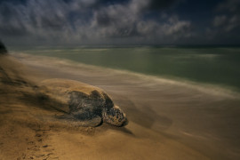 fot. Brian Skerry, "The Ancient Ritual", 1. miejsce w kategorii Zachowanie / Płazy i gady

Samica żółwia skórzastego powraca na plażę na Wyspach Dziewiczych, na której sama się wykluła, by złożyć własne jaja.