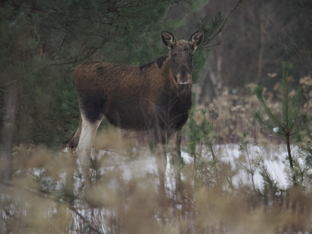 1/1250 s, f/6.3, ISO 3200, 600 mm