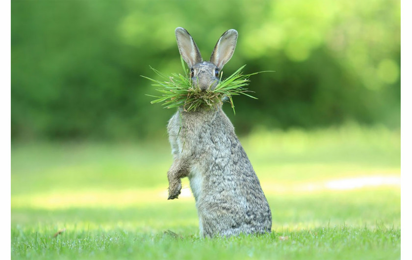 fot. Olivier Colle / Comedy Wildlife Photography Awards