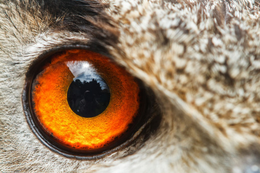 Ucz się fotografować dziką naturę ze specjalnym wydaniem Digital Camera Polska