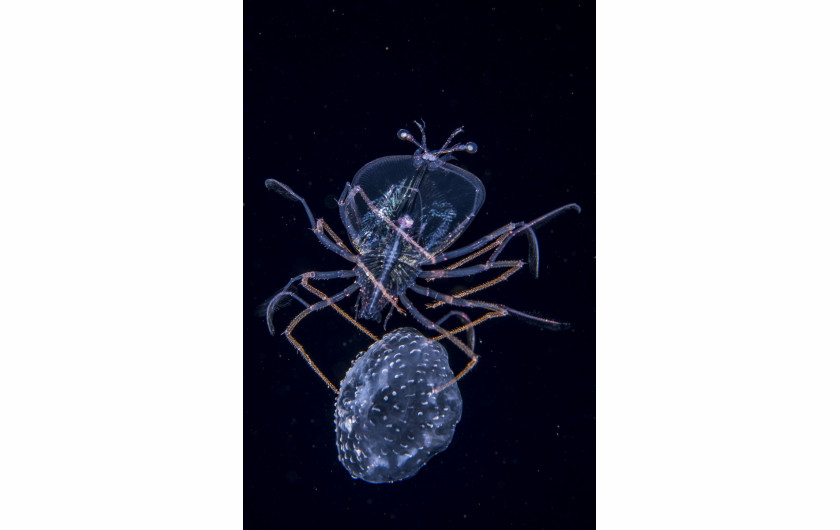 fot. Anthony Berberian, The Jellyfish Jockey, 1. miejsce w kategorii Pod Wodą.

Larwa homara żeruje na meduzie