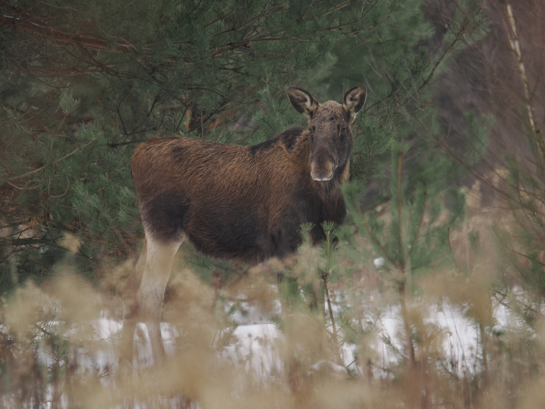 1/320 s, f/6.3, ISO 800, 600 mm