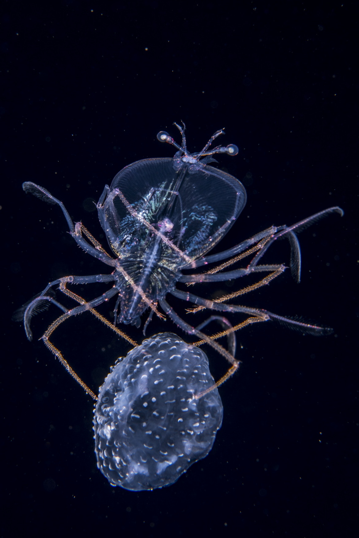 fot. Anthony Berberian, "The Jellyfish Jockey", 1. miejsce w kategorii Pod Wodą.

Larwa homara żeruje na meduzie