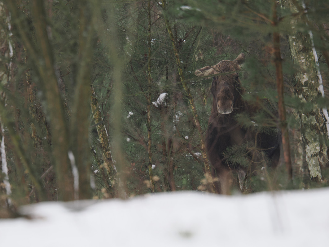 1/125 s, f/6.3, ISO 400, 600 mm