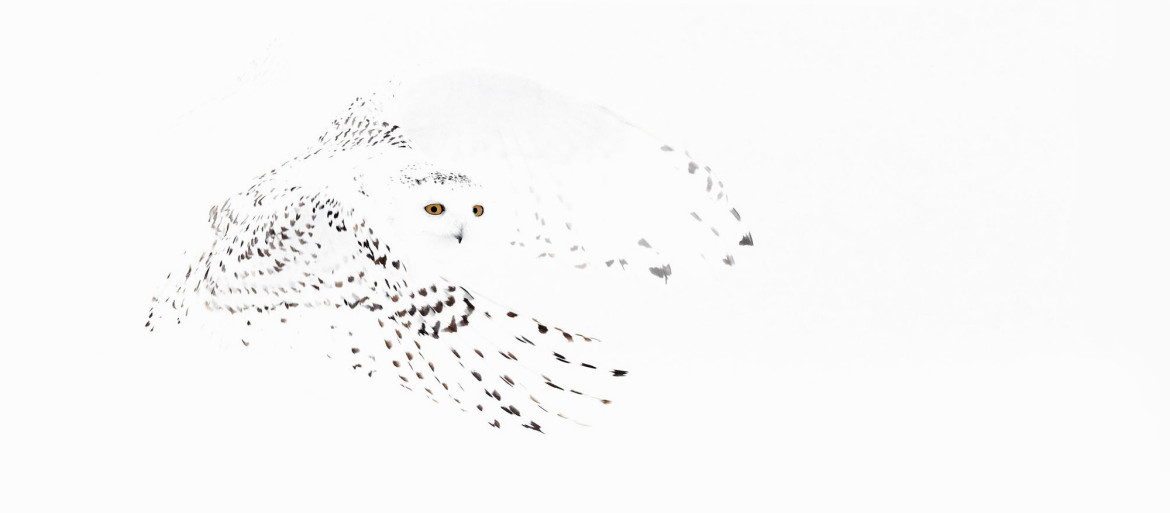 Oto najlepsze zdjęcia nagrodzone w Bird Photographer Of The Year 2017. Wśród laureatów jest Polak!
