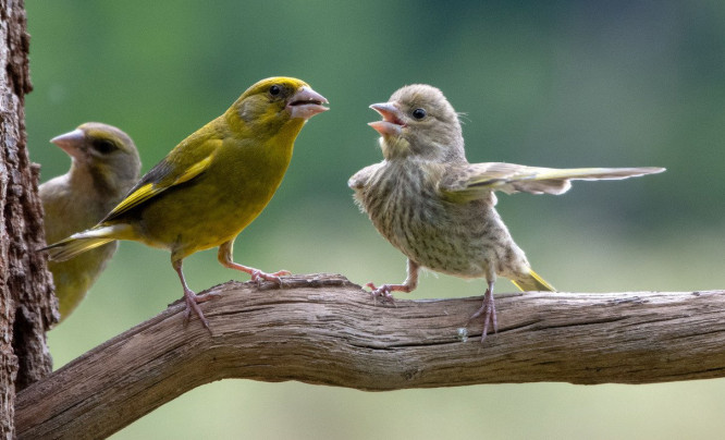  Dzika natura z przymrużeniem oka - Polak wśród zwycięzców Comedy Wildlife Photography Awards 2023