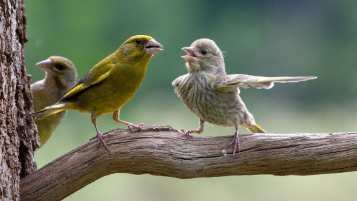 Dzika natura z przymrużeniem oka - Polak wśród zwycięzców Comedy Wildlife Photography Awards 2023