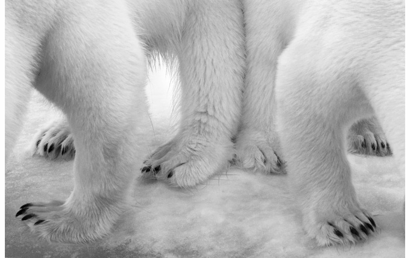 fot. Eilo Elvinger, Polar pas de deux, 1. miejsce w kategorii Black & White