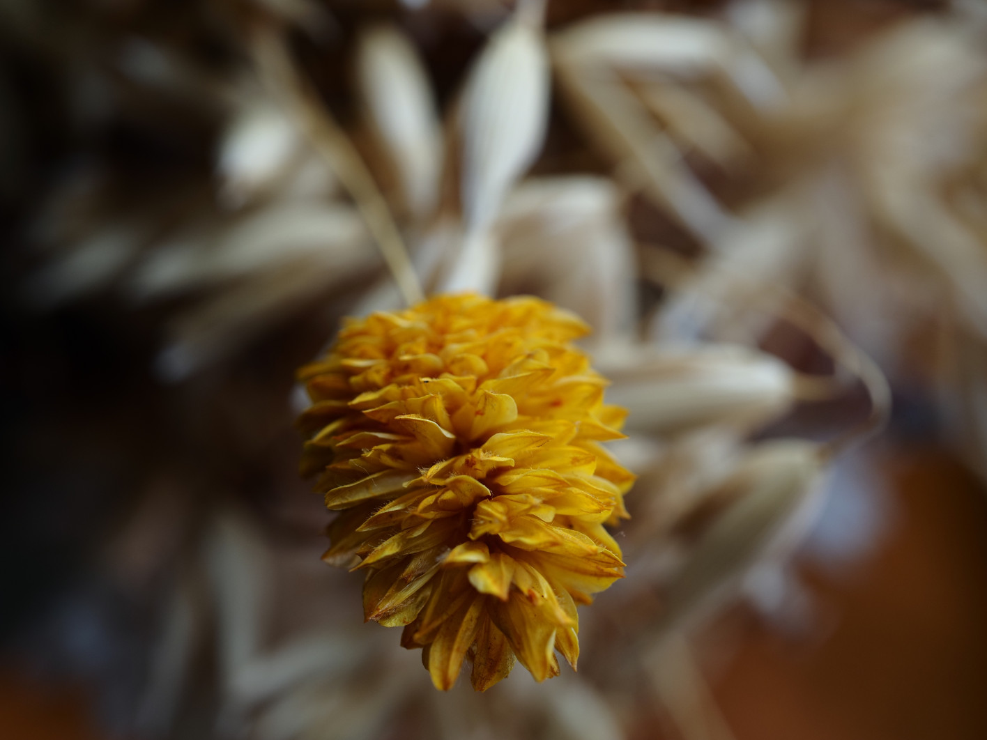 1/125 s, f/4, ISO 200, 60.0 mm
