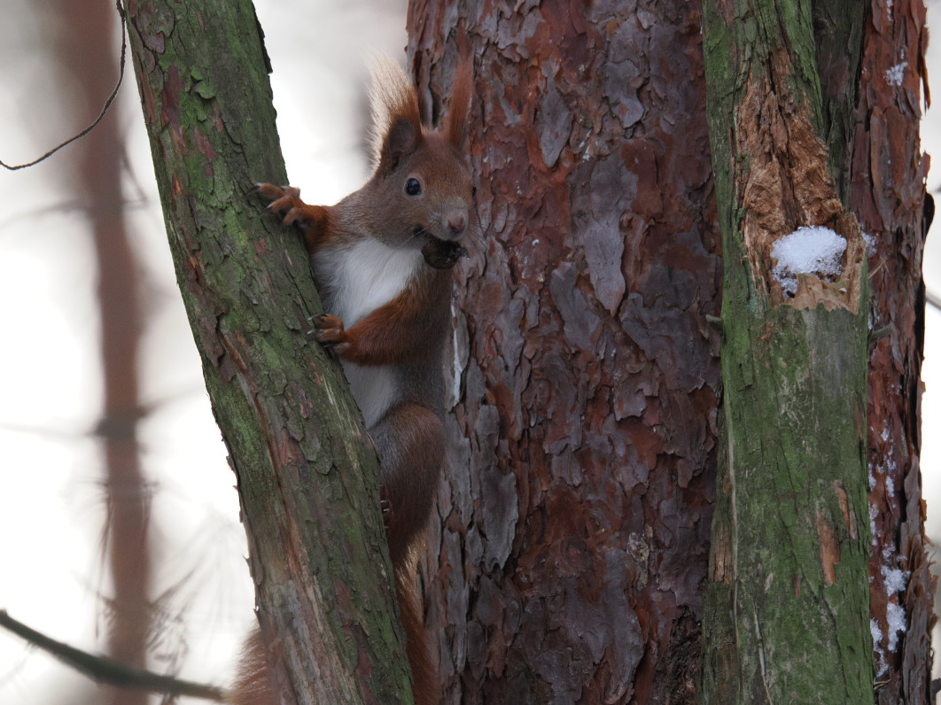 1/160 s, f/6.3, ISO 1600, 600 mm