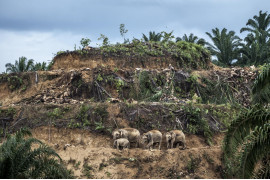 fot. Aaron Gekowski, "Palm Oil Survivors". 1. nagroda w pojedynczej kategorii reportażowej.

Rodzina słoni przemierza wyjałowiony teren uprawy palmy olejowej. Z powodu wycinki lasów pod plantacje słonie zmuszone są do egzystowania na coraz mniejszym terenie. Zdarza się jednak, że wkraczają na teren upraw w poszukiwaniu schronienia czy pożywienia przez co często są zabijane.