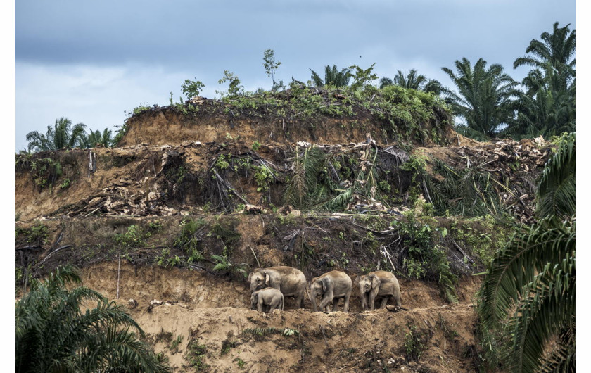 fot. Aaron Gekowski, Palm Oil Survivors. 1. nagroda w pojedynczej kategorii reportażowej.

Rodzina słoni przemierza wyjałowiony teren uprawy palmy olejowej. Z powodu wycinki lasów pod plantacje słonie zmuszone są do egzystowania na coraz mniejszym terenie. Zdarza się jednak, że wkraczają na teren upraw w poszukiwaniu schronienia czy pożywienia przez co często są zabijane.