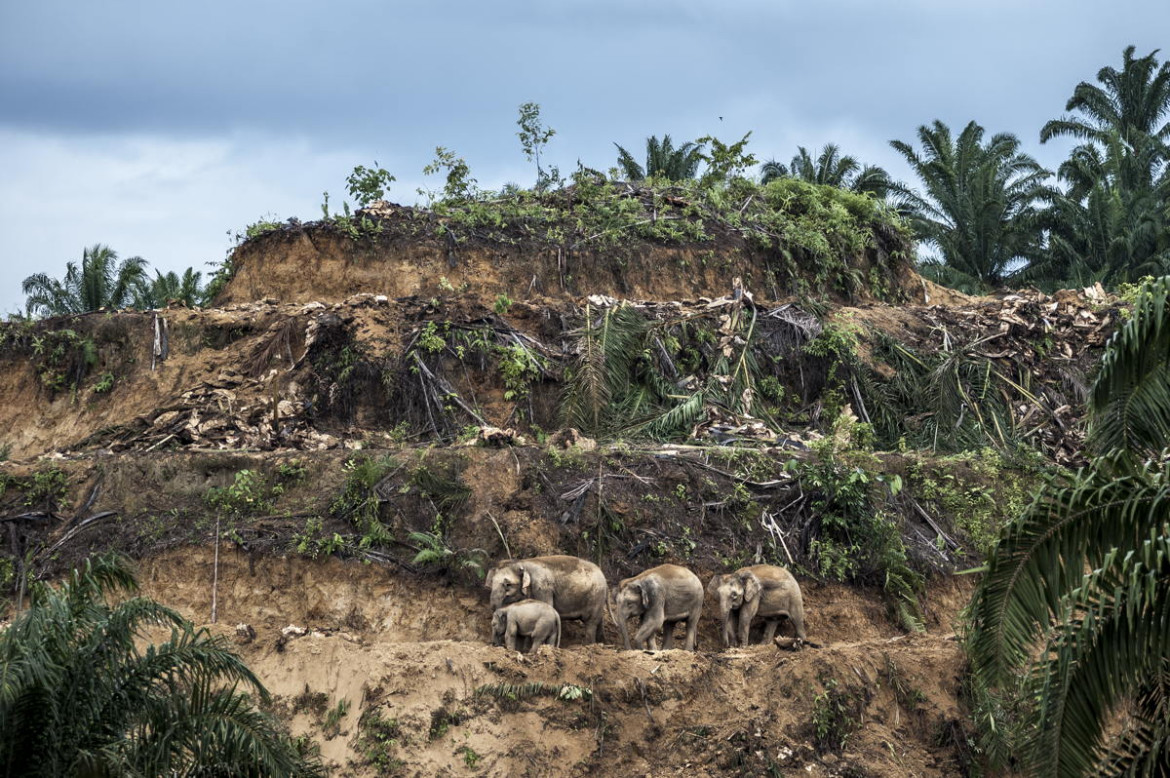 fot. Aaron Gekowski, "Palm Oil Survivors". 1. nagroda w pojedynczej kategorii reportażowej.
Rodzina słoni przemierza wyjałowiony teren uprawy palmy olejowej. Z powodu wycinki lasów pod plantacje słonie zmuszone są do egzystowania na coraz mniejszym terenie. Zdarza się jednak, że wkraczają na teren upraw w poszukiwaniu schronienia czy pożywienia przez co często są zabijane.