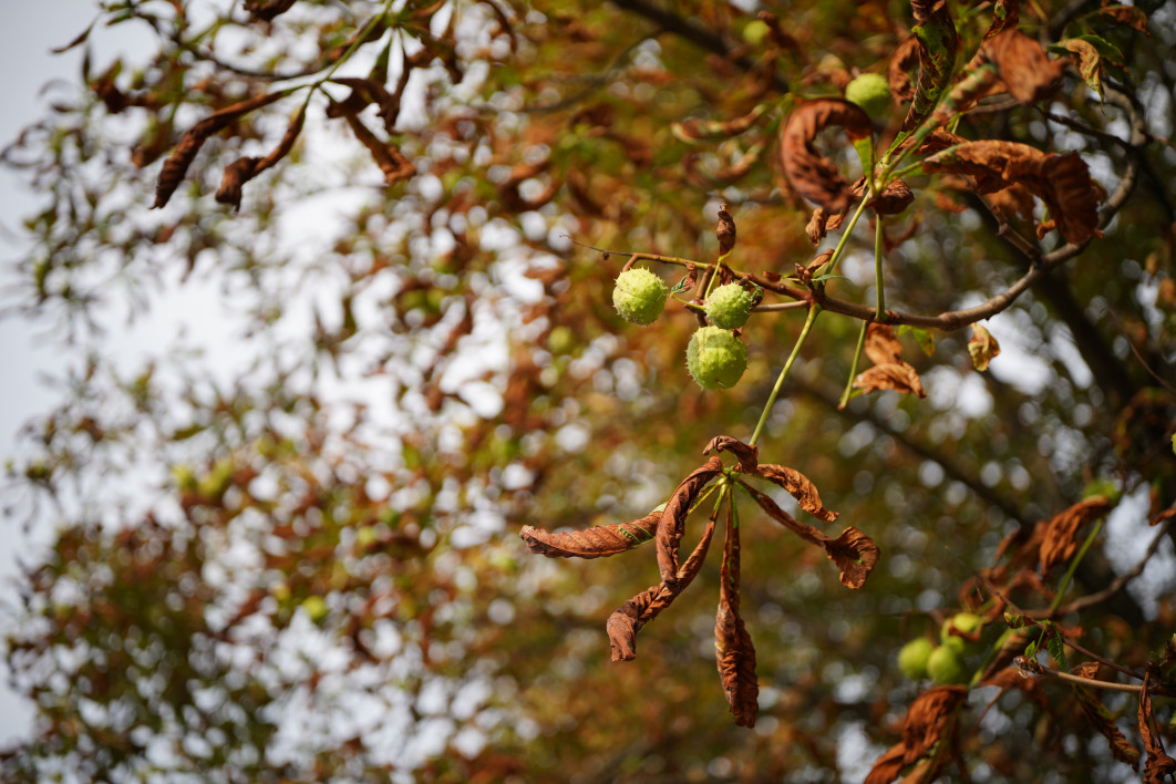 1/1250 s, f/1.8, ISO 100, 45.0 mm