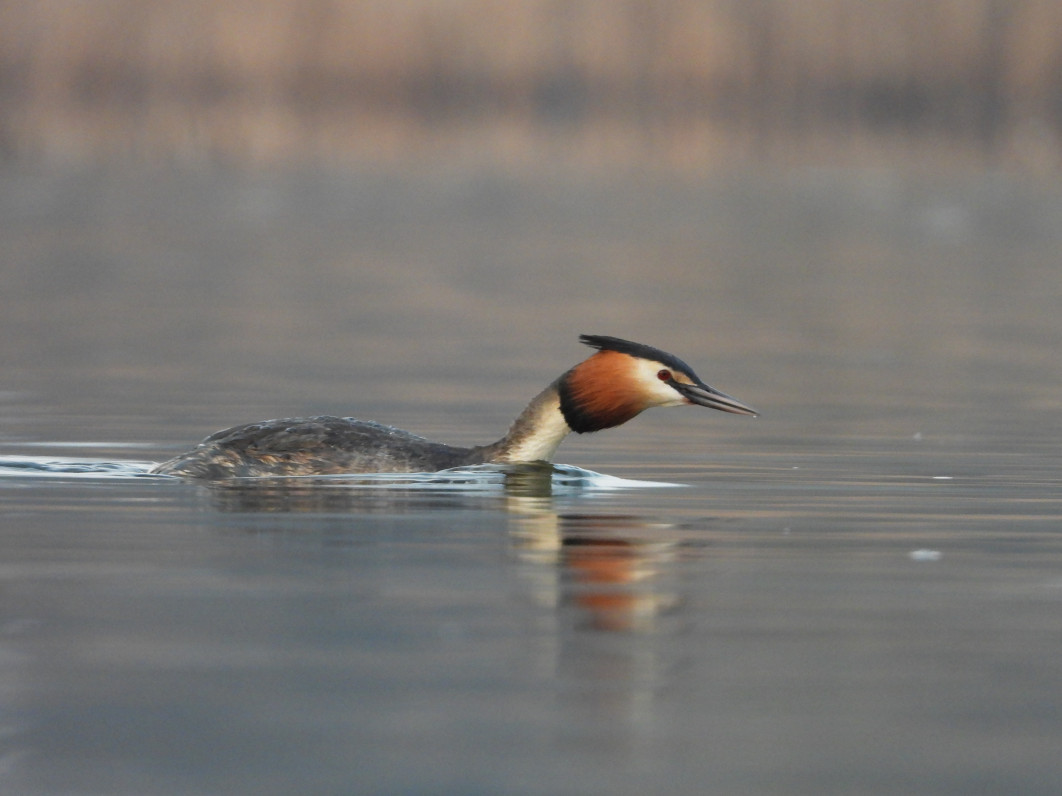 1/125 s, f/5.6, ISO 800, 1500 mm