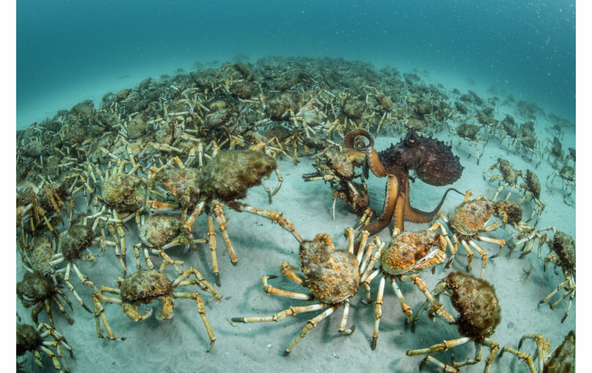 fot. Justin Gilligan, Crab Surprise, 1. miejsce w kategorii Zachowanie / Bezkręgowce.

Ośmiornica Maori próbuje złapać jednego z krabów przemieszczających się po dnie u wybrzeży Tasmani.