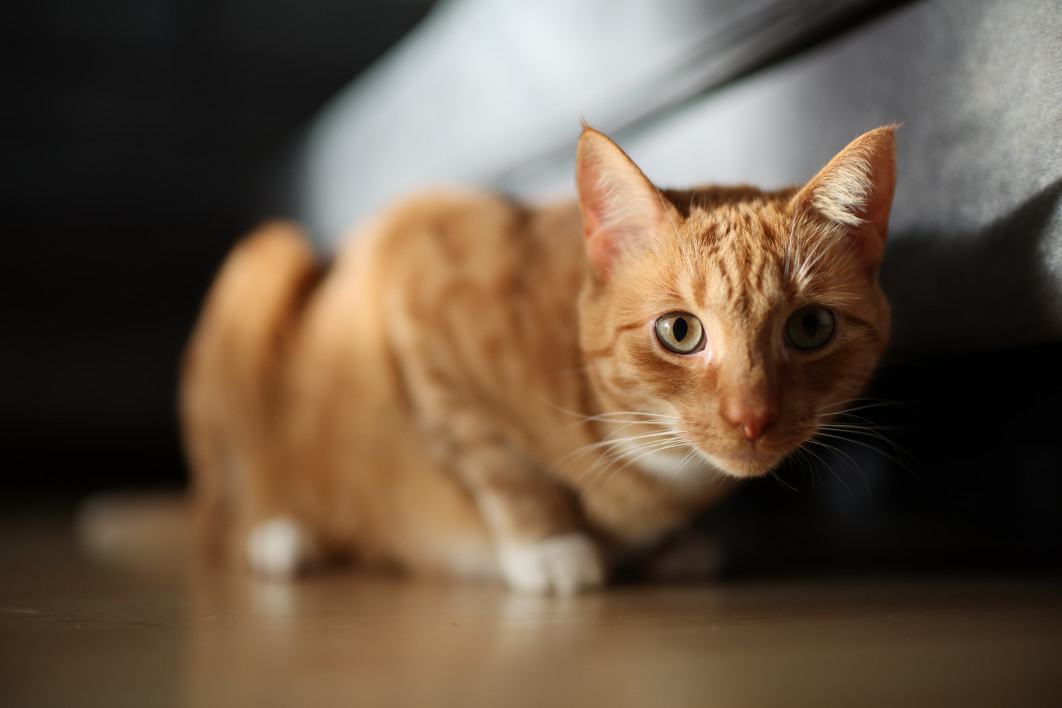 1/320 s, f/1.4, ISO 800, 45.0 mm