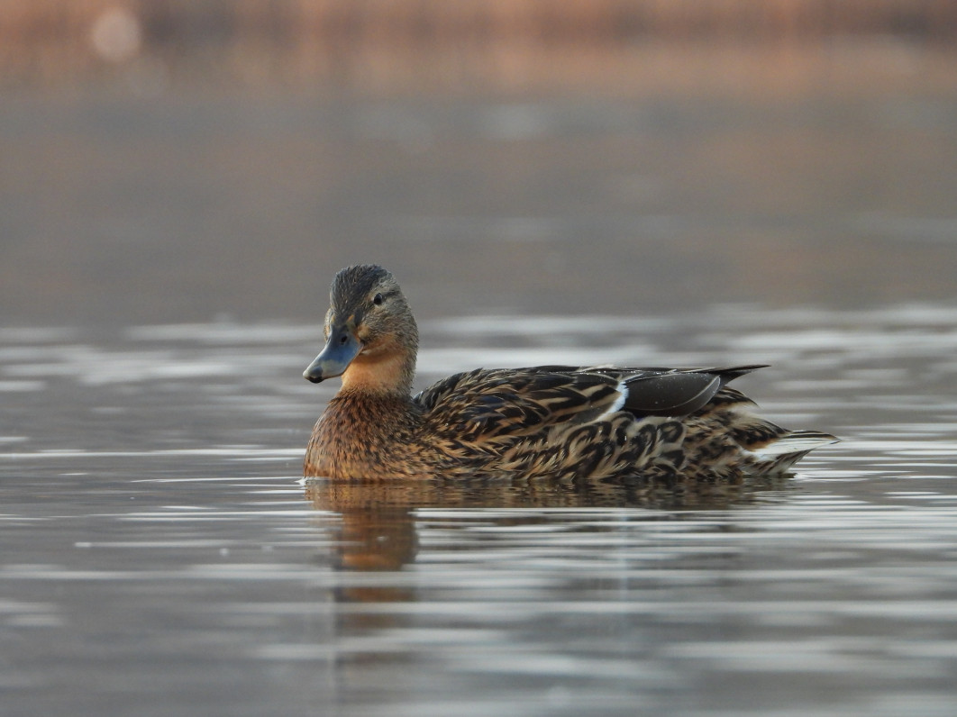 1/125 s, f/5.6, ISO 560, 1000 mm