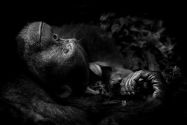 fot. Peter Delaney, "Contemplation", 1. miejsce w kategorii Portrety Zwierząt.


