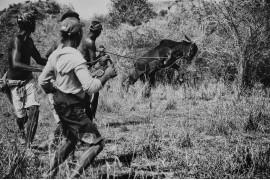 fot. Rijasolo Riva, "The Zebu War", nagroda w okręgu afrykańskim<br></br><br></br>Przez dziesięciolecia ludność wiejska południowego i zachodniego Madagaskaru doświadczała przemocy i kradzieży zebu (cenionego bydła) przez grupy mężczyzn zwanych dahalo (co z grubsza tłumaczy się jako „bandyci”). Zebu są używane w formie posagu, rytuałach i są cenione za swoje mięso. Od lat 70. narastająca nierówność ekonomiczna i kryzys żywnościowy zaostrzyły problem, co zaowocowało często śmiertelnymi starciami między społecznościami wiejskimi i grupami dahalo. Interwencja rządu przeciwko kradzieży zebu była stanowcza - w 2014 roku Amnesty International oskarżyła krajowe siły bezpieczeństwa o masowe akty przemocy.