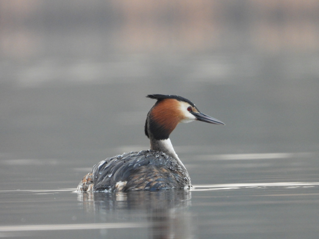 1/100 s, f/7.1, ISO 800, 2200 mm