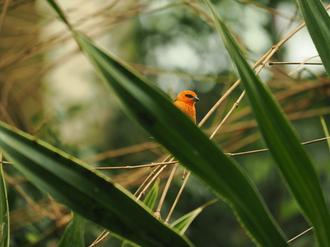 1/500 s, f/2.8, ISO 800, 200.0 mm