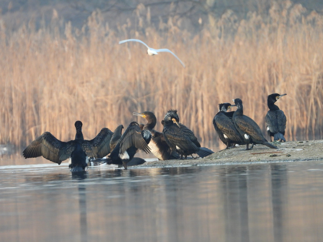1/125 s, f/5.6, ISO 450, 1300 mm