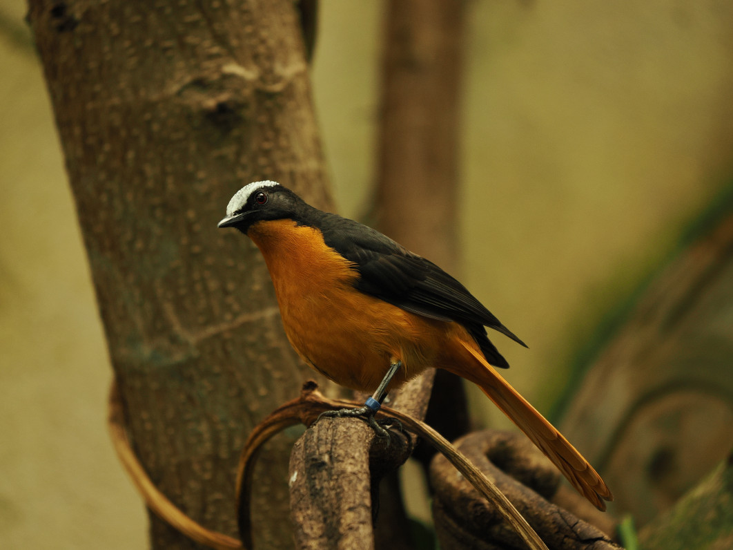 1/320 s, f/2.8, ISO 800, 200.0 mm