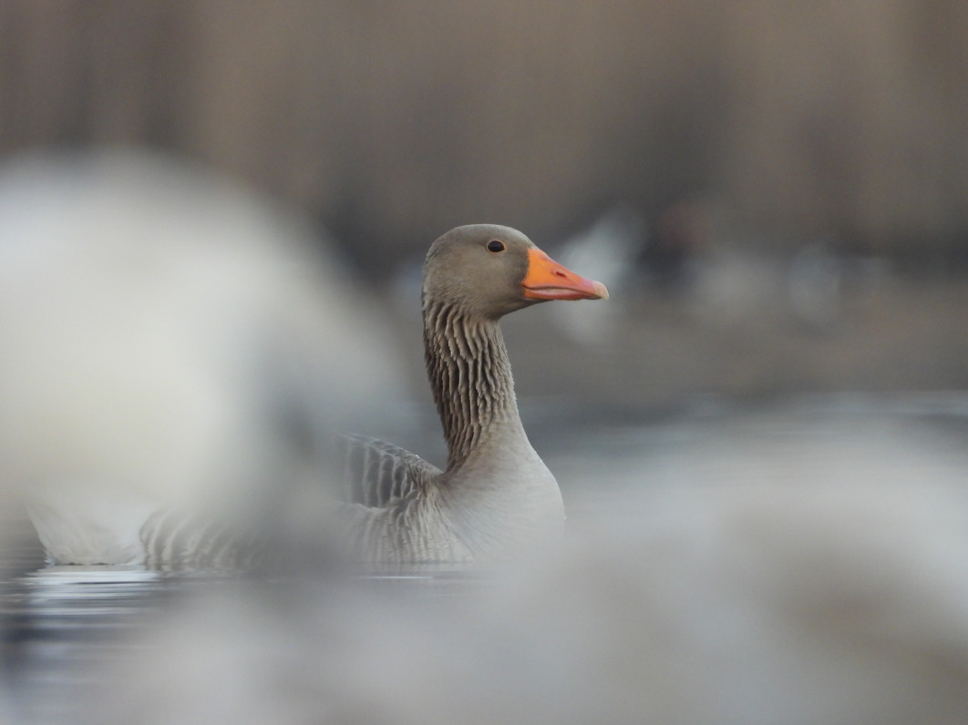 1/250 s, f/6.3, ISO 400, 2000 mm