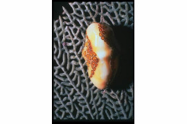 Niewielki ślimak obgryzający gałązkę koralowca. Fotografia makro.