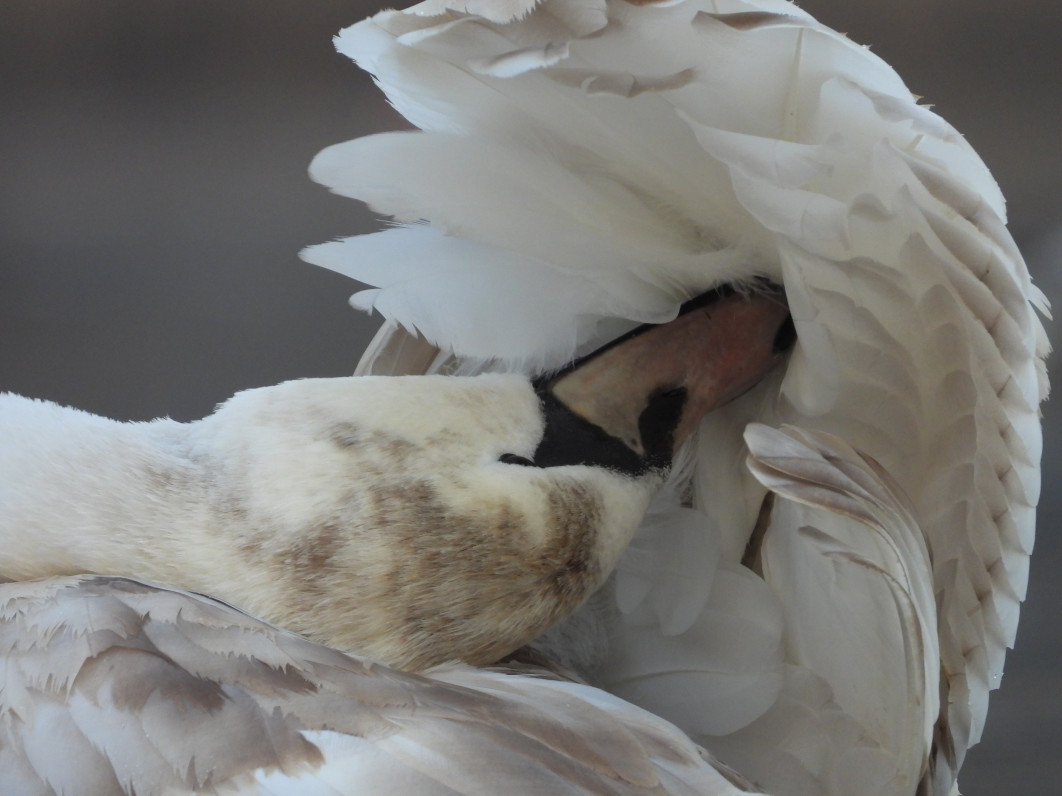 1/320 s, f/6.3, ISO 400, 2000 mm