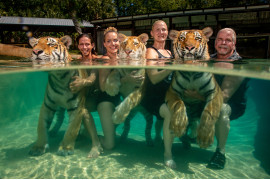 fot. Steve Winter / National Geographic, "The Tigers Next Door", 2. miejsce w kategorii Contemporary Issues<br></br><br></br>W USA żyje od 5000 do 10000 tygrysów. Osoby prywatne trzymają je jako zwierzęta domowe, a niektóre małe ogrody zoologiczne pozwalają odwiedzającym na fotografowanie się z tymi dzikimi zwierzętami. Dla porównania, w Azji jest tylko 3900 dzikich tygrysów, a kolejne 1659 w akredytowanych ogrodach zoologicznych na całym świecie. Wiele egzotycznych zwierząt żyjących w Ameryce nie jest objętych Ustawą o zagrożonych gatunkach z 1973 r., która ma zastosowanie tylko do tych urodzonych na wolności w naturze, a nie hodowanych w niewoli. Ilość dochodzenie prowadzonych przez Departament Rolnictwa Stanów Zjednoczonych (USDA), którego zadaniem jest egzekwowanie ustawy o dobrostanie zwierząt, spadła o 92% między 2016 a 2018 r. W czerwcu zeszłego roku amerykańska Izba Reprezentantów upomniała USDA i zaproponowała projekt federalnej ustawy o bezpieczeństwie publicznym „Big Cat”. Ma ona przeciwdziałać rosnącej liczbie prywatnych właścicieli a także zmniejszyć liczbę zwierząt w nielegalnym obiegu i utrudnić ich sprzedaż do innych krajów.